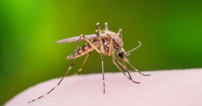 Các biện pháp diệt muỗi hiệu quả mà bạn có thể thử tại nhà