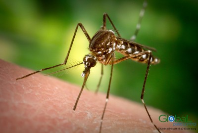 Có bao nhiêu loại muỗi phổ biến hiện nay?