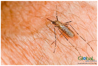 Virus Zika Triệu chứng, Điều trị, Phòng ngừa và diệt Muỗi