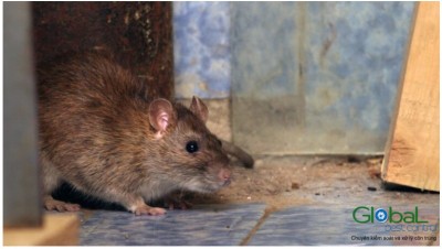 Những thói quen và hành vi của chuột khi xâm nhập vào nhà máy của bạn.