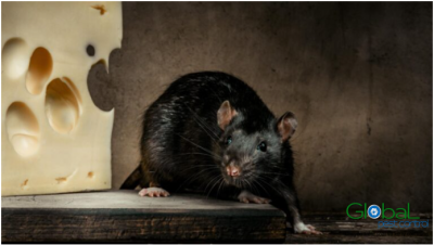 Làm thế nào để bắt một con chuột thông minh?