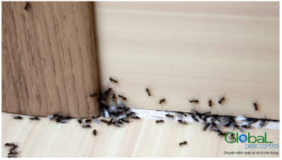 Hiểu các loại kiến khác nhau và chọn phương pháp diệt kiến phù hợp