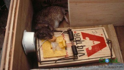 Phải làm gì khi phát hiện chuột có trong nhà hàng của bạn.