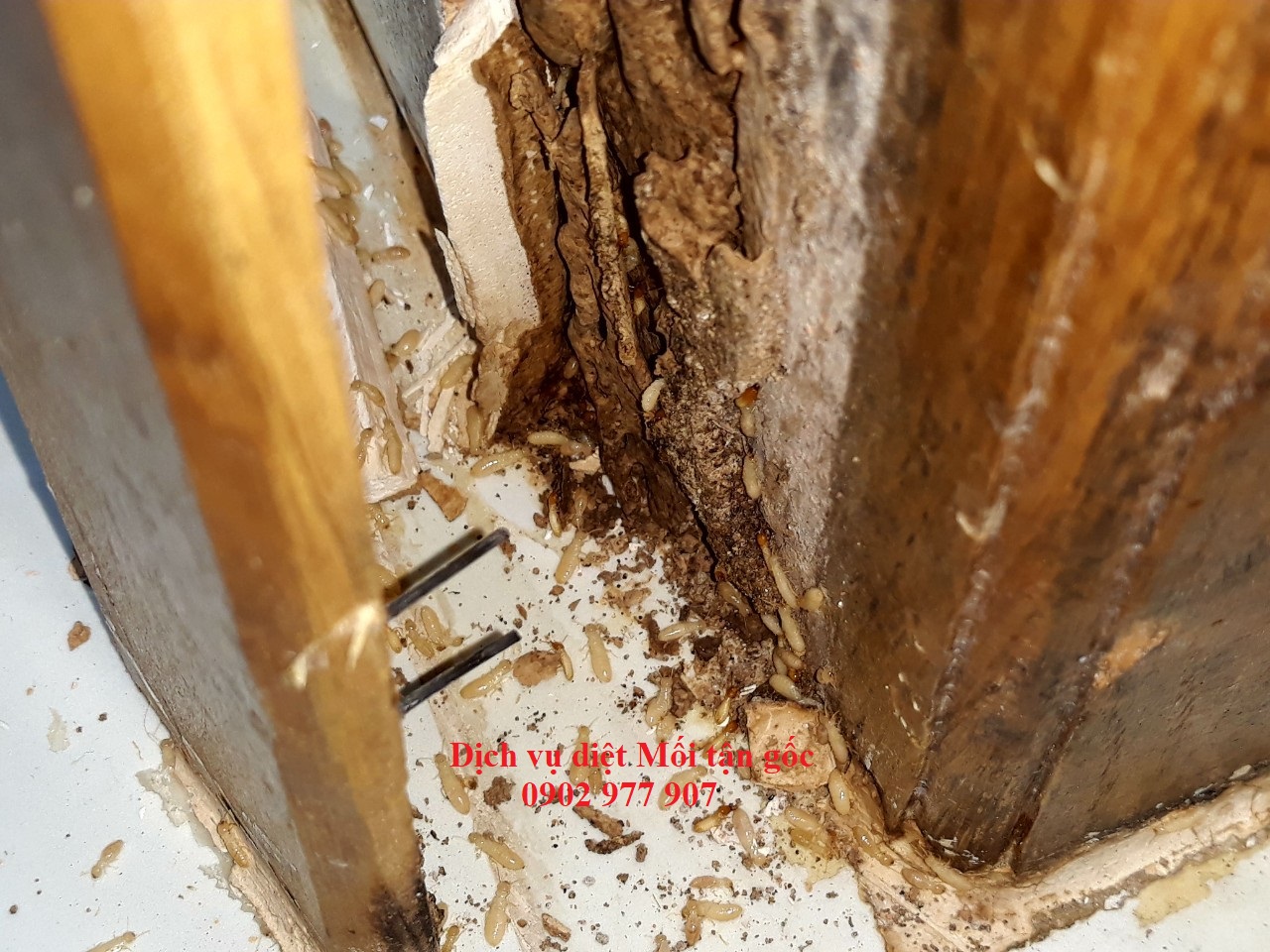 Bảng giá dịch vụ diệt Mối tận gốc - Xử lý Mối tận gốc