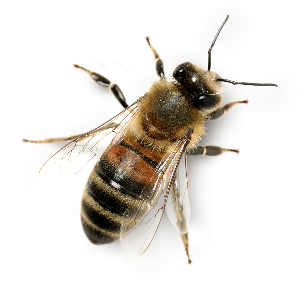 Dịch vụ diệt Ong, Kiểm soát và xử lý Ong hiệu quả, nhanh chóng