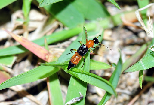 kiến ba khoang 5