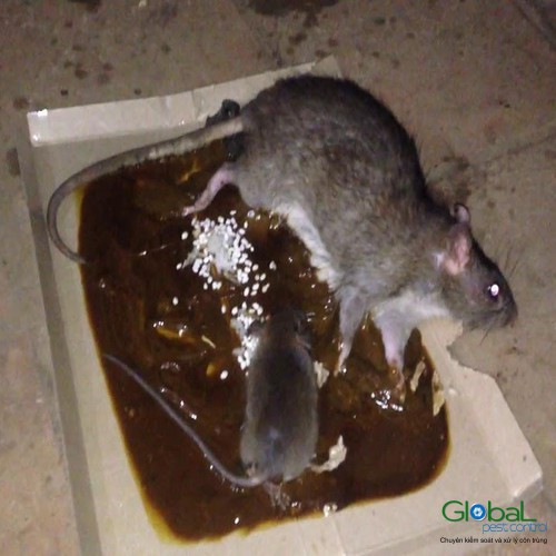 dịch vụ diệt chuột (1)