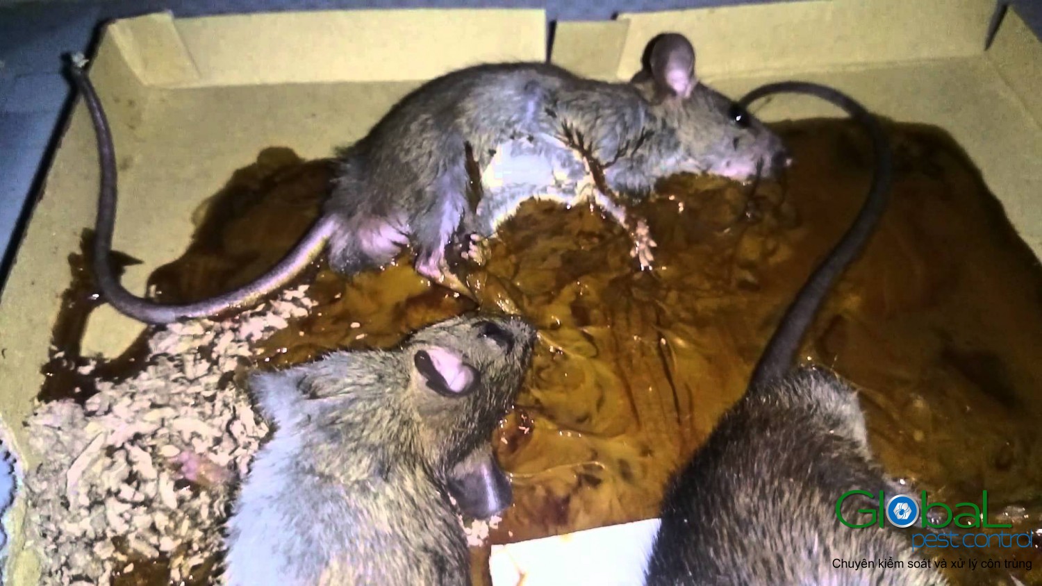 dịch vụ diệt chuột (2)