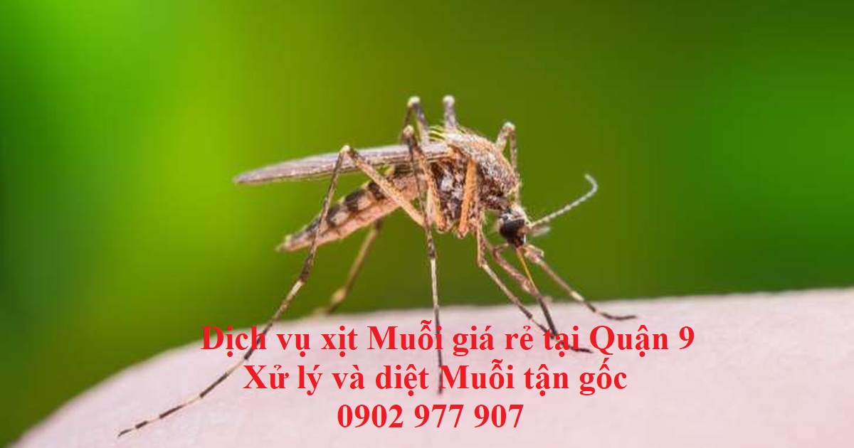 Dịch vụ xịt Muỗi giá rẻ tại Quận 9 Xử lý và diệt Muỗi tận gốc