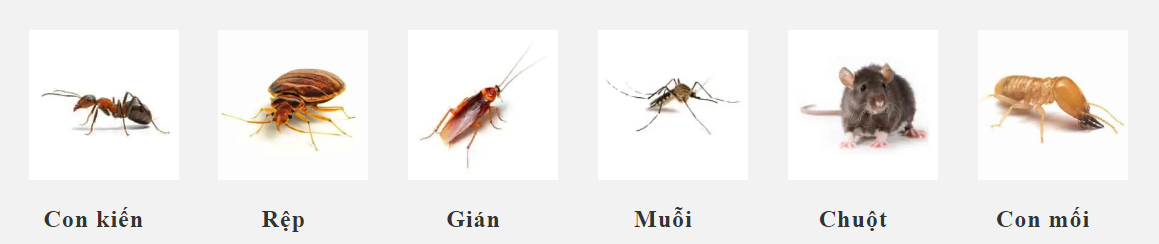 dịch vụ pest control