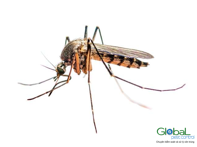Muỗi Sốt Vàng Aedes aegypti Nguyên nhân gây nên bệnh sốt vàng da