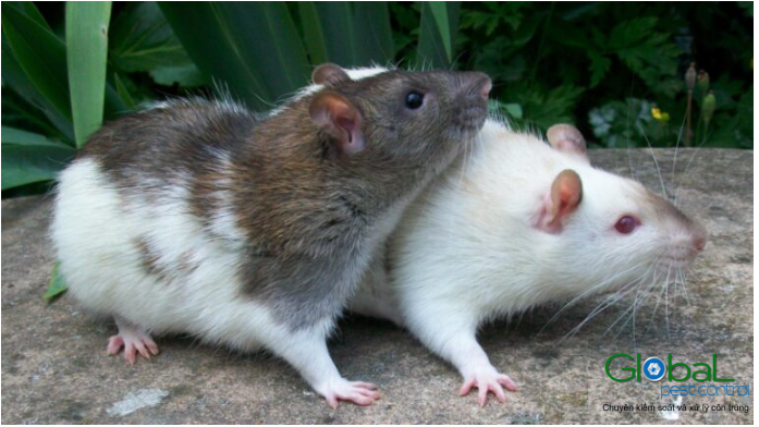 Chuột bạch (Chuột thí nghiệm) có thông minh hơn chuột nhà không