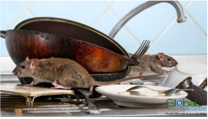 Tại sao Chuột không ăn Mồi của bạn